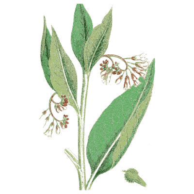 Comfrey 01 - English Botany, or Coloured Figures of British Plants, Volume 7 - 1863