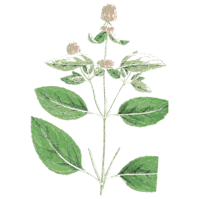 Wild basil - English Botany, or Coloured Figures of British Plants, Volume 7 - 1863