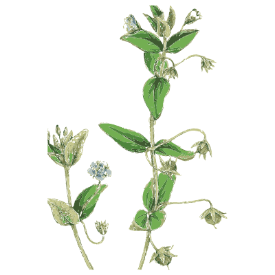Chickweed - English Botany, or Coloured Figures of British Plants, Volume 7 - 1863
