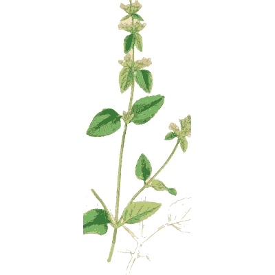 Small-leaved spray - English Botany, or Coloured Figures of British Plants, Volume 7 - 1863
