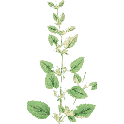 Paired narrow-leaved stem - English Botany, or Coloured Figures of British Plants, Volume 7 - 1863
