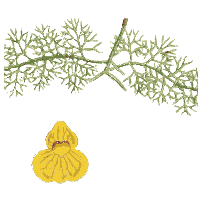 Bladderwort 01 - English Botany, or Coloured Figures of British Plants, Volume 7 - 1863
