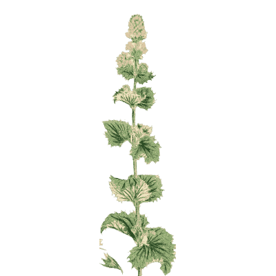 Whorled mint spike - English Botany, or Coloured Figures of British Plants, Volume 7 - 1863