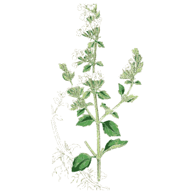 Pale-whorled herb - English Botany, or Coloured Figures of British Plants, Volume 7 - 1863
