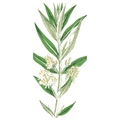 Willow-leaved spike - English Botany, or Coloured Figures of British Plants, Volume 7 - 1863