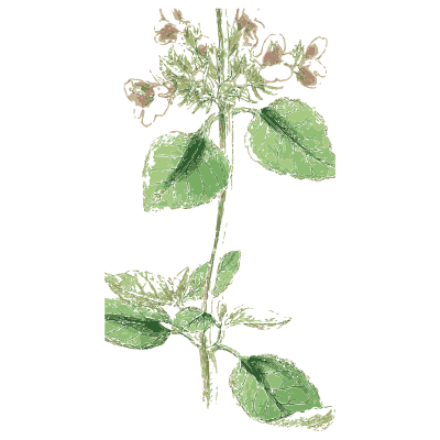 Round-headed mint - English Botany, or Coloured Figures of British Plants, Volume 7 - 1863