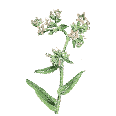 Clustered mint - English Botany, or Coloured Figures of British Plants, Volume 7 - 1863