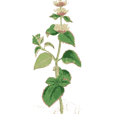 Wrinkled-leaved mint - English Botany, or Coloured Figures of British Plants, Volume 7 - 1863