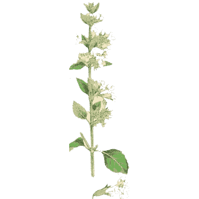 Slender mint spike - English Botany, or Coloured Figures of British Plants, Volume 7 - 1863