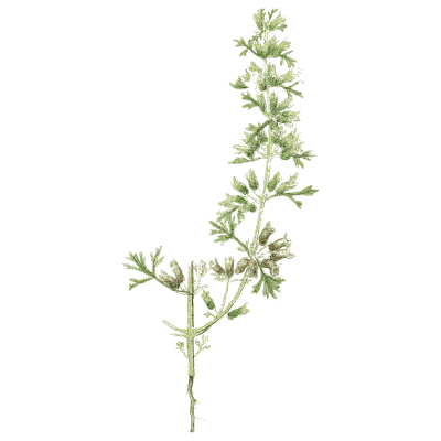 Slender plantain spike - English Botany, or Coloured Figures of British Plants, Volume 7 - 1863