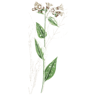 Gromwell 01 - English Botany, or Coloured Figures of British Plants, Volume 7 - 1863