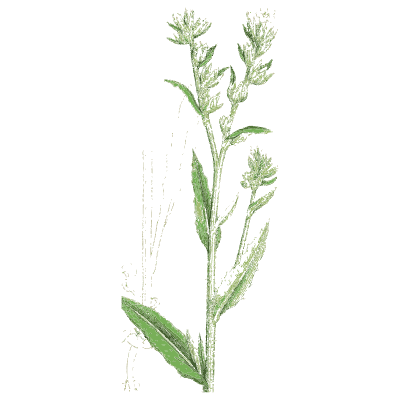 Narrow-leaved flower spike - English Botany, or Coloured Figures of British Plants, Volume 7 - 1863