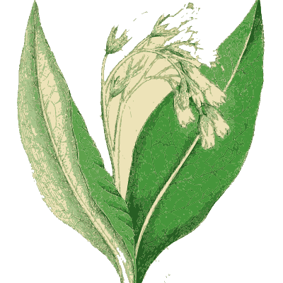 Comfrey leaves and flowers - English Botany, or Coloured Figures of British Plants, Volume 7 - 1863