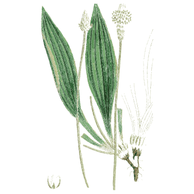 Ribwort plantain - English Botany, or Coloured Figures of British Plants, Volume 7 - 1863