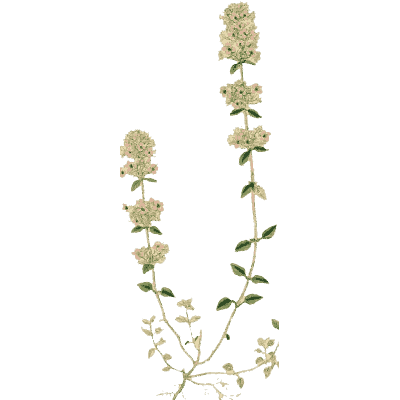 Pink trailing thyme - English Botany, or Coloured Figures of British Plants, Volume 7 - 1863