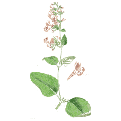 Calamint with flower parts 01 - English Botany, or Coloured Figures of British Plants, Volume 7 - 1863