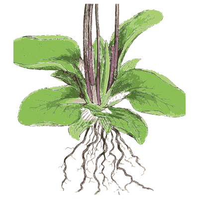 Plantain rosette with roots - English Botany, or Coloured Figures of British Plants, Volume 7 - 1863