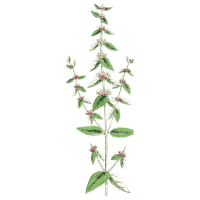 Slender pink mint - English Botany, or Coloured Figures of British Plants, Volume 7 - 1863