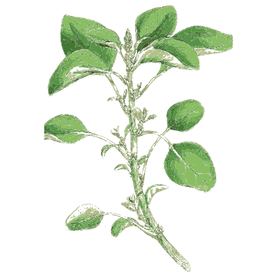 Oval-leaved herb - English Botany, or Coloured Figures of British Plants, Volume 7 - 1863