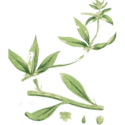 Chickweed sprig - English Botany, or Coloured Figures of British Plants, Volume 7 - 1863