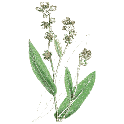 Figwort - English Botany, or Coloured Figures of British Plants, Volume 7 - 1863