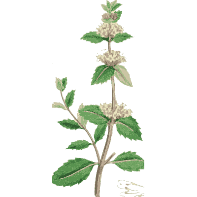 Whorled mint stem - English Botany, or Coloured Figures of British Plants, Volume 7 - 1863