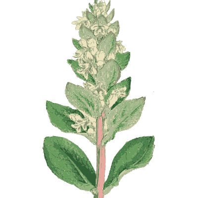 Woolly mint spike - English Botany, or Coloured Figures of British Plants, Volume 7 - 1863