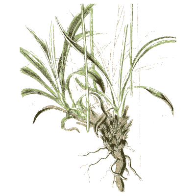 Grass tuft with root - English Botany, or Coloured Figures of British Plants, Volume 7 - 1863