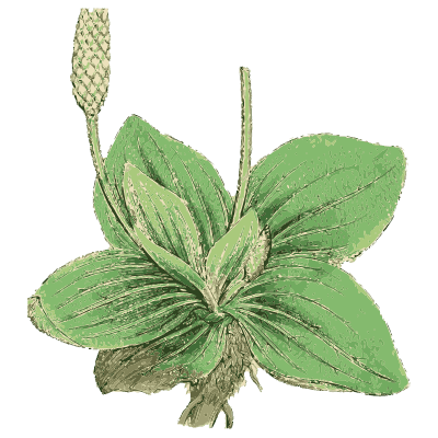 Hoary plantain - English Botany, or Coloured Figures of British Plants, Volume 7 - 1863