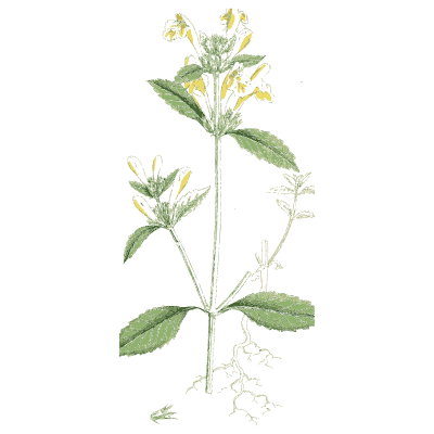 Yellow-flowered herb - English Botany, or Coloured Figures of British Plants, Volume 7 - 1863