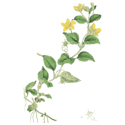 Yellow pimpernel - English Botany, or Coloured Figures of British Plants, Volume 7 - 1863