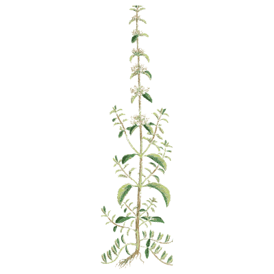 Very slender spike - English Botany, or Coloured Figures of British Plants, Volume 7 - 1863