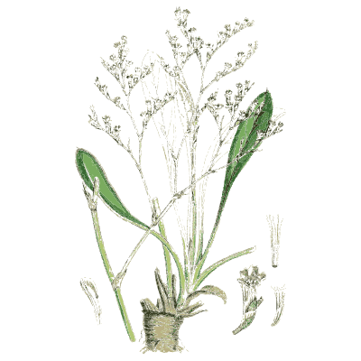 Sea lavender - English Botany, or Coloured Figures of British Plants, Volume 7 - 1863