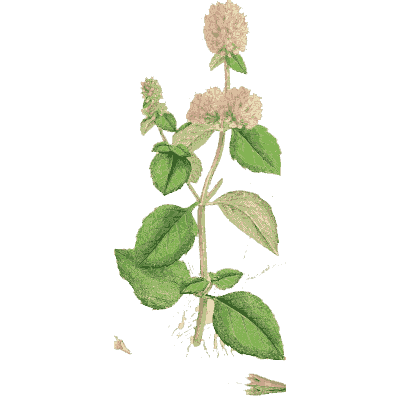 Marjoram - English Botany, or Coloured Figures of British Plants, Volume 7 - 1863