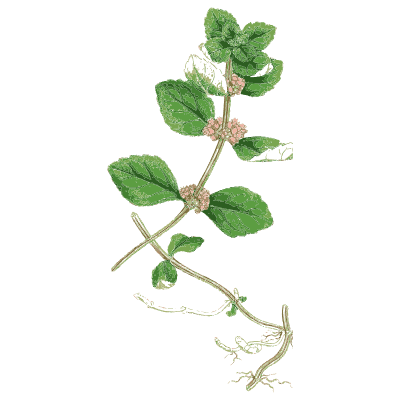 Trailing pink-flowered stem - English Botany, or Coloured Figures of British Plants, Volume 7 - 1863