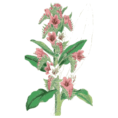 Viper's bugloss - English Botany, or Coloured Figures of British Plants, Volume 7 - 1863