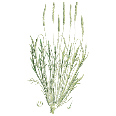 Fine-stemmed grass - English Botany, or Coloured Figures of British Plants, Volume 7 - 1863