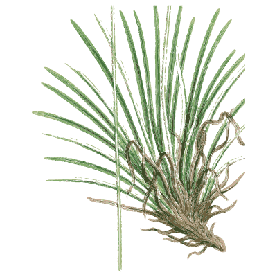 Tuft of long grass leaves - English Botany, or Coloured Figures of British Plants, Volume 7 - 1863