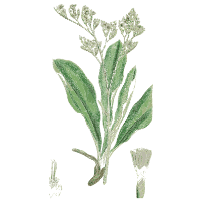Grey cudweed - English Botany, or Coloured Figures of British Plants, Volume 7 - 1863