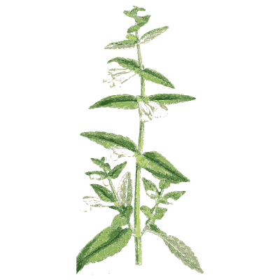Small-leaved mint 02 - English Botany, or Coloured Figures of British Plants, Volume 7 - 1863