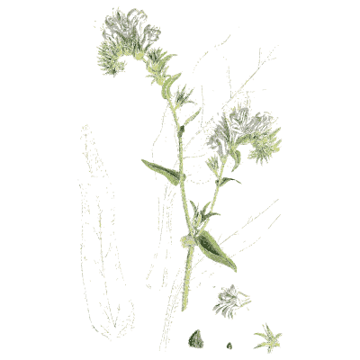 Purple-headed herb - English Botany, or Coloured Figures of British Plants, Volume 7 - 1863
