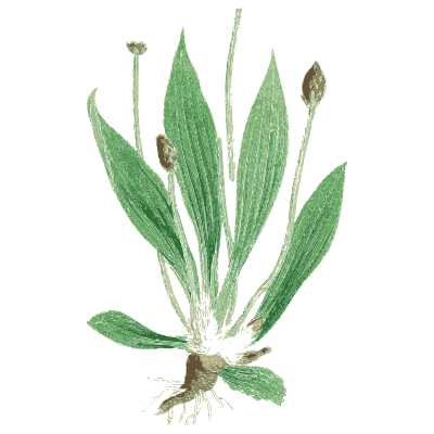 Ribwort plantain with root - English Botany, or Coloured Figures of British Plants, Volume 7 - 1863