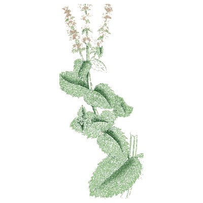 Curled mint - English Botany, or Coloured Figures of British Plants, Volume 7 - 1863