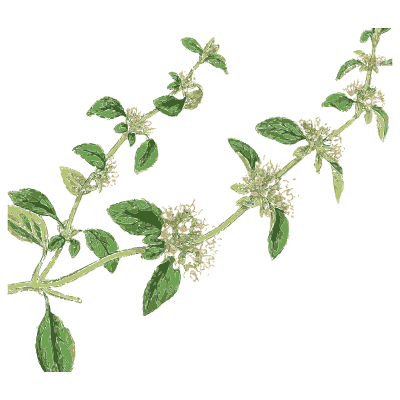 Trailing thyme stem - English Botany, or Coloured Figures of British Plants, Volume 7 - 1863