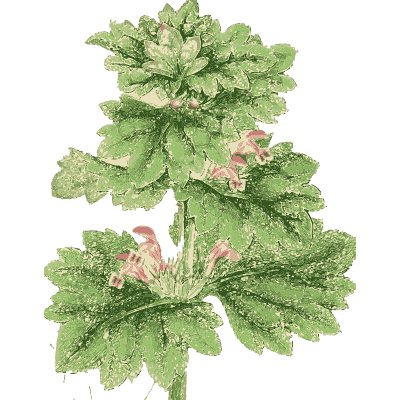 Scalloped-leaved clump - English Botany, or Coloured Figures of British Plants, Volume 7 - 1863