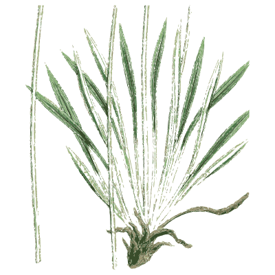 Dense grass tuft - English Botany, or Coloured Figures of British Plants, Volume 7 - 1863