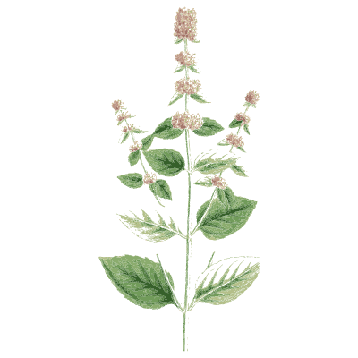 Balm 02 - English Botany, or Coloured Figures of British Plants, Volume 7 - 1863