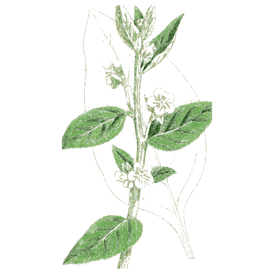 Gromwell 02 - English Botany, or Coloured Figures of British Plants, Volume 7 - 1863