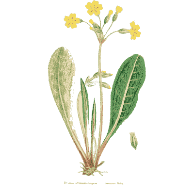 Oxlip - English Botany, or Coloured Figures of British Plants, Volume 7 - 1863