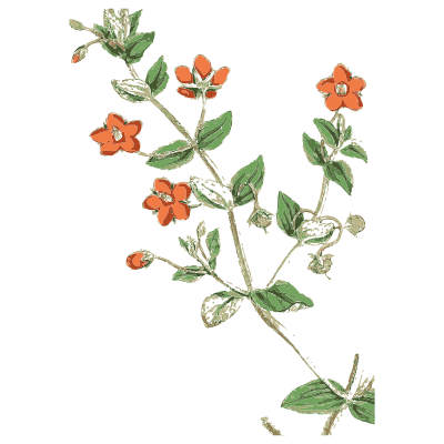 Scarlet pimpernel - English Botany, or Coloured Figures of British Plants, Volume 7 - 1863